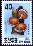 siitake1.jpg (10423 bytes)